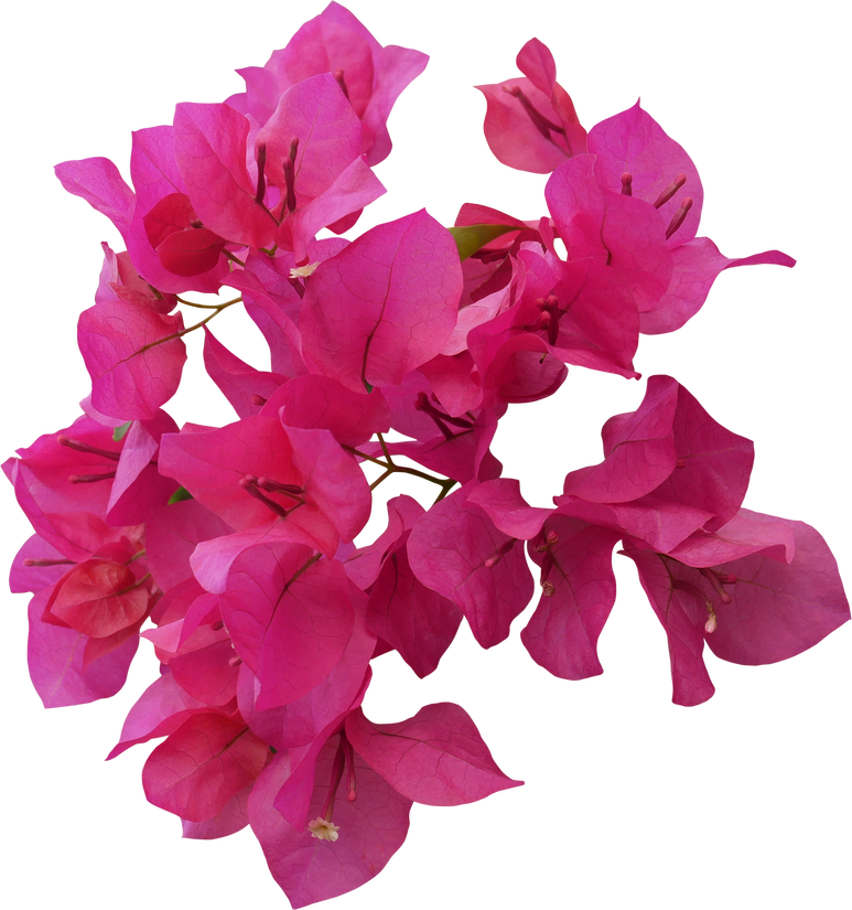 Pink Bougainvillea flower isolated cutout PNG